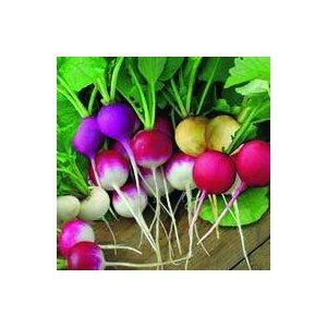 Aimers Organic Easter Egg Blend Organic Radish Seeds - Packet