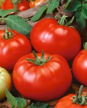 Aimers Beefsteak Organic Tomato Seeds - Packet