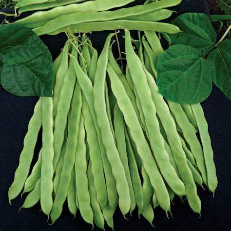 William Dam Algarve French Climbing Bean Seeds - Packet
