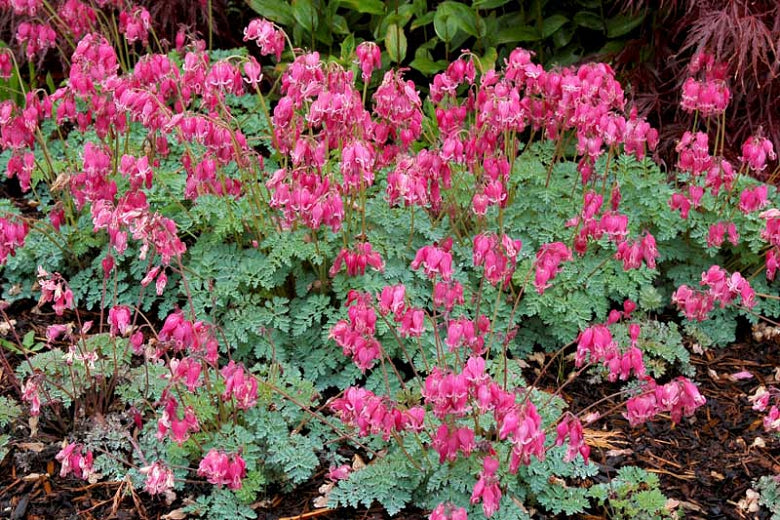 Dicentra ‘King of Hearts’  Fern-leaf Bleedingheart - 2 Gallon Potted Perennials