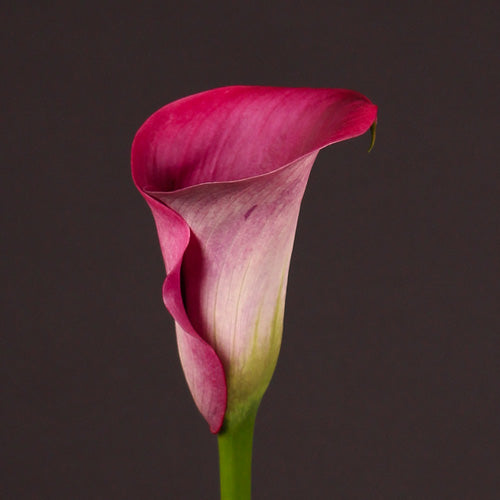 Florissa 'Captain Promise' Calla Lily - 1 Bulb/Pkg