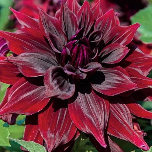 'Brigitta Alida' Dinnerplate Dahlia - 1 Bulb/Pkg