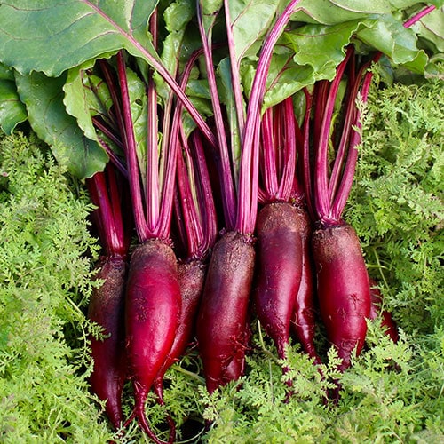 Cylindra Beet Seeds (80 days) -1/2 Cup - Bulk