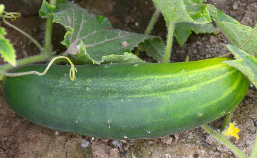 Straight Eight Cucumber Seeds (Slicing Type) (52 days) - 1/8 cup - Bulk
