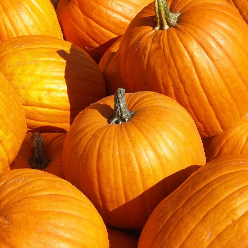 Connecticut Field Pumpkin Seeds (Processing Type) (120 days) - 1/8 Cup - Bulk