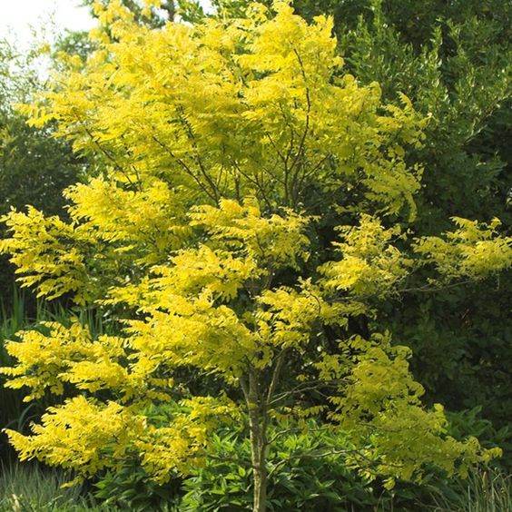 Sunburst Honeylocust (Gleditsia triacanthos 'Suncole') - 10 Gallon Potted Tree