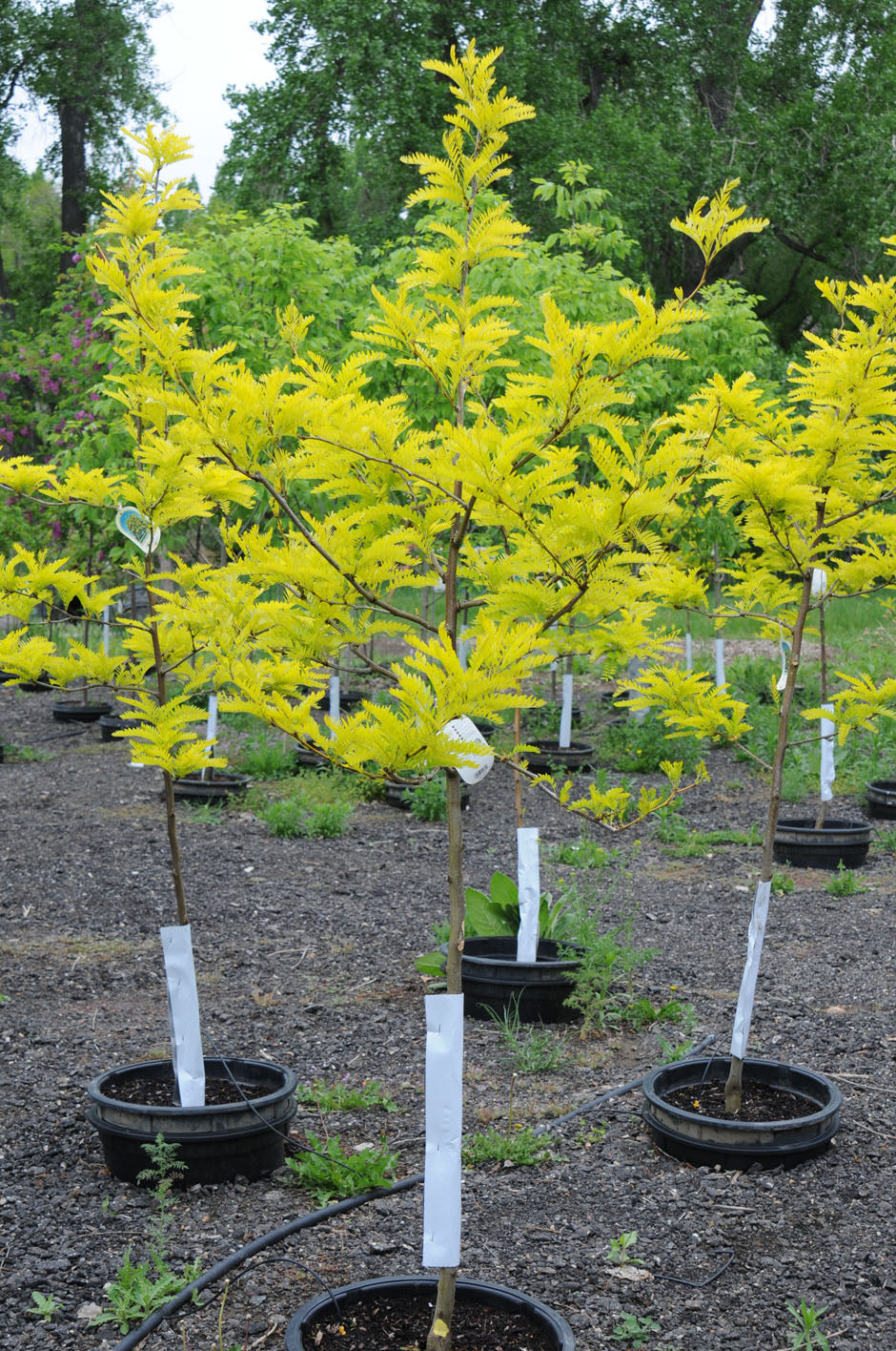 Sunburst Honeylocust (Gleditsia triacanthos 'Suncole') - 10 Gallon Potted Tree