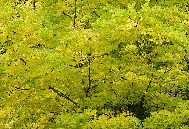 Sunburst Honeylocust (Gleditsia triacanthos 'Suncole') - 10 Gallon Potted Tree