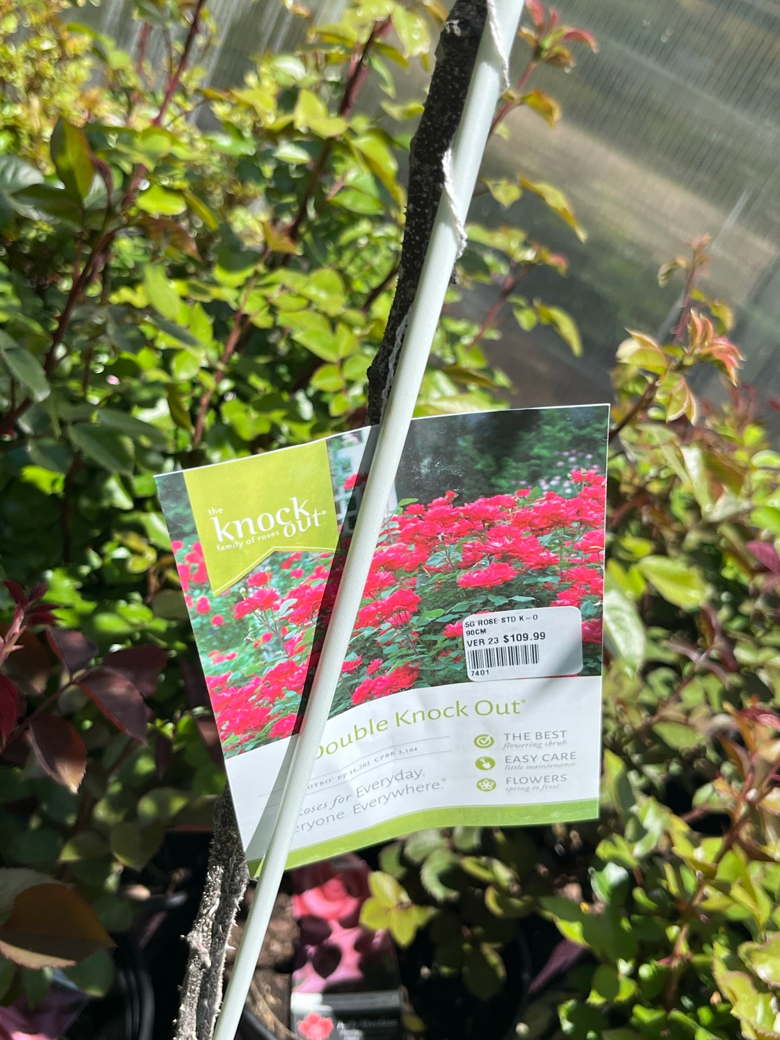 Double Red Knock Out Rose - 5 Gallon Potted Tree