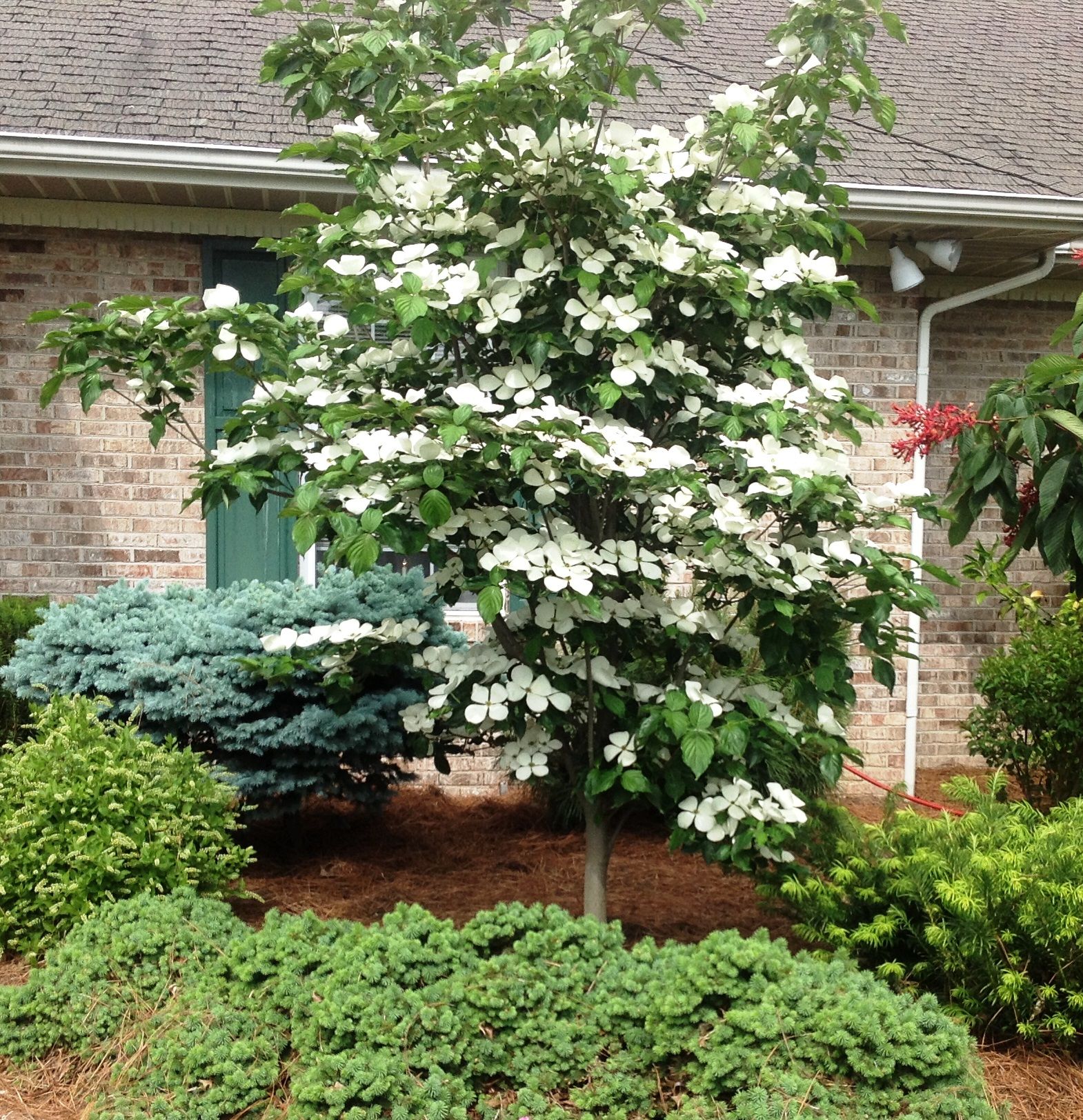 Venus Flowering Dogwood (Cornus 'Venus') - 7 Gallon Potted Tree