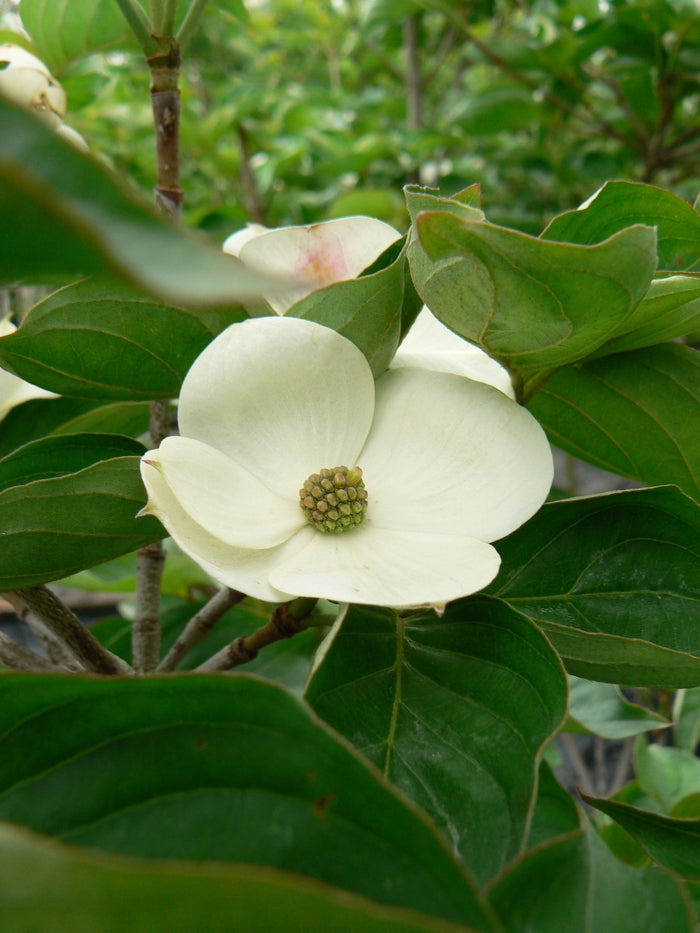 Venus Flowering Dogwood (Cornus 'Venus') - 7 Gallon Potted Tree