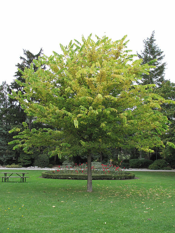 Celtis occidentalis, (Hackberry) - 10 Gallon Potted Tree