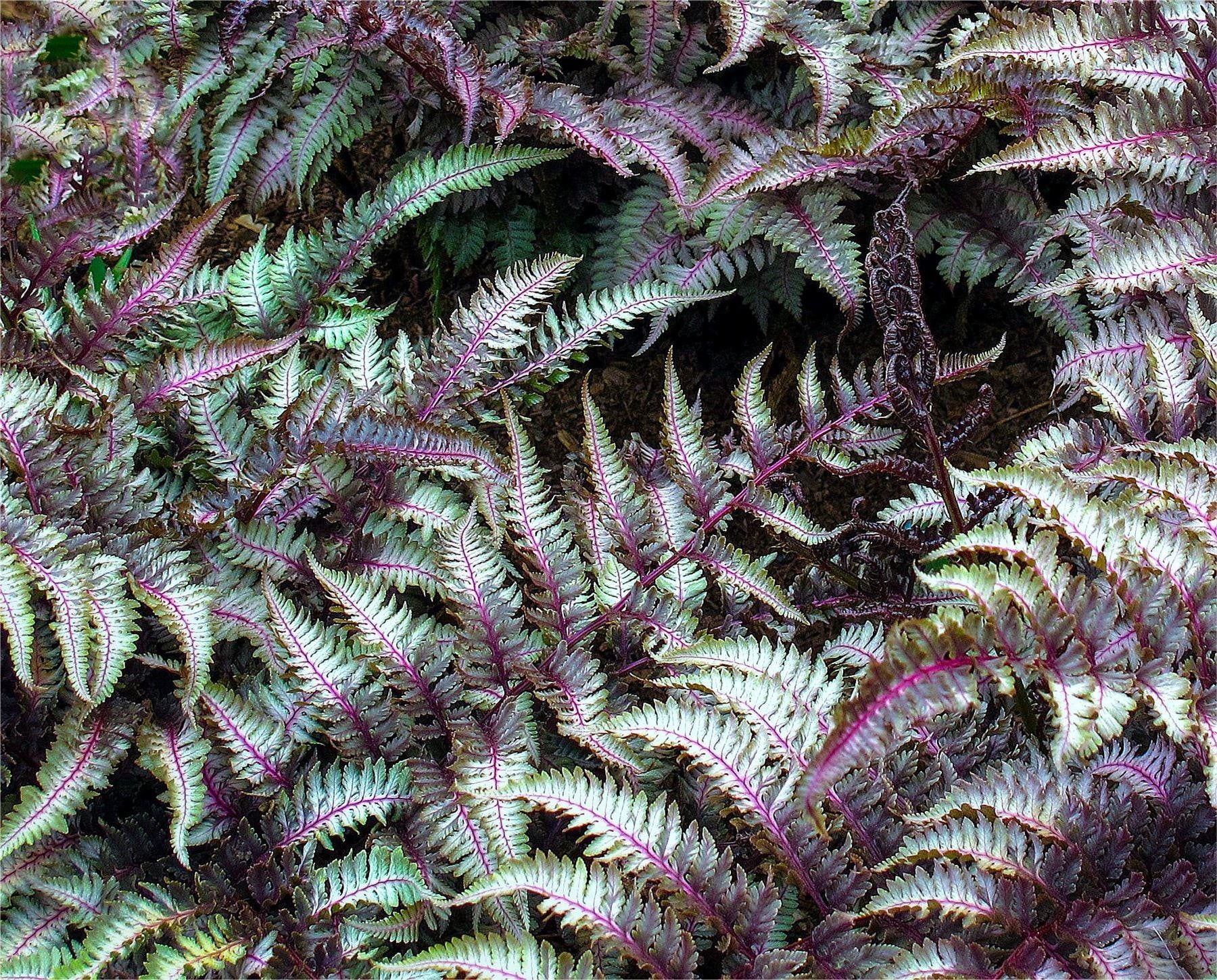 Athyrium niponicum var. pictum 'Metallicum' (Painted Lady Fern) - 1 Gallon Potted Perennial