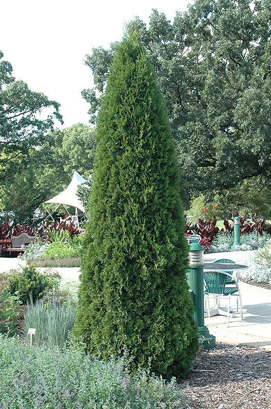 Emerald Cedar (Thuja occidentalis 'Smaragd') - 3 Gallon Potted Tree