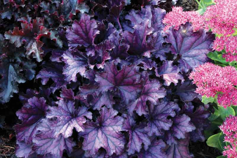 Heuchera 'Forever Purple' (Coral Bells) - 1 Gallon Potted Perennial