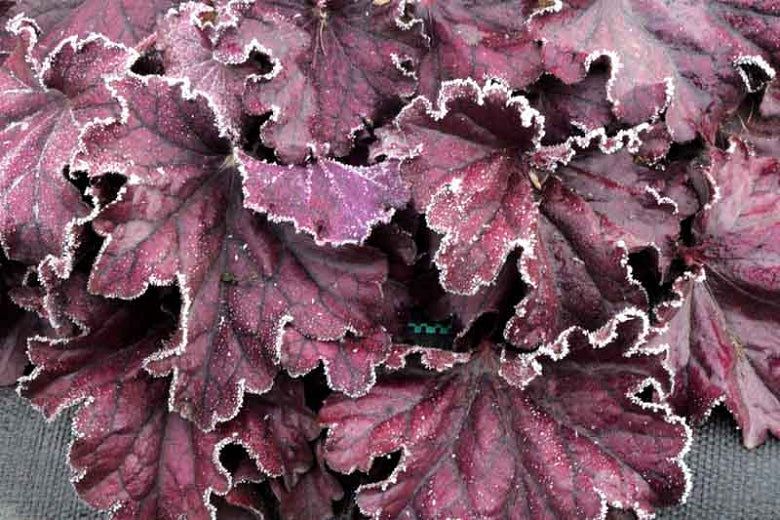 Heuchera 'Forever Purple' (Coral Bells) - 1 Gallon Potted Perennial