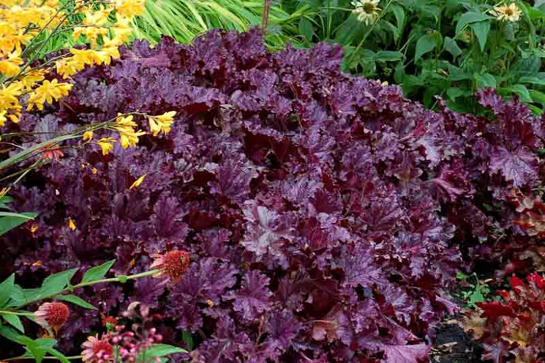 Heuchera 'Forever Purple' (Coral Bells) - 1 Gallon Potted Perennial