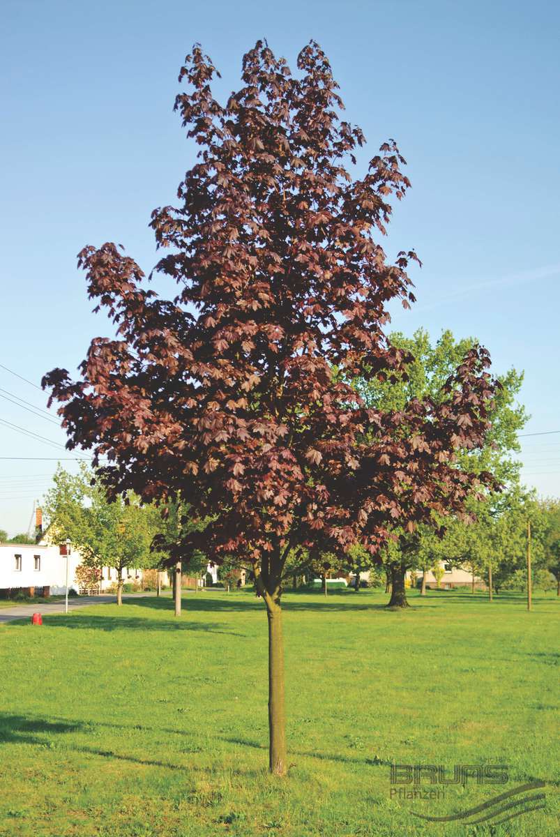 Royal Red Norway Maple  (Acer platanoides ) - 175cm
