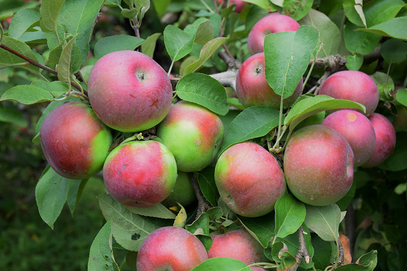 Macintosh Apple (Malus 'Macintosh') - 7 Gallon Potted Fruit Tree