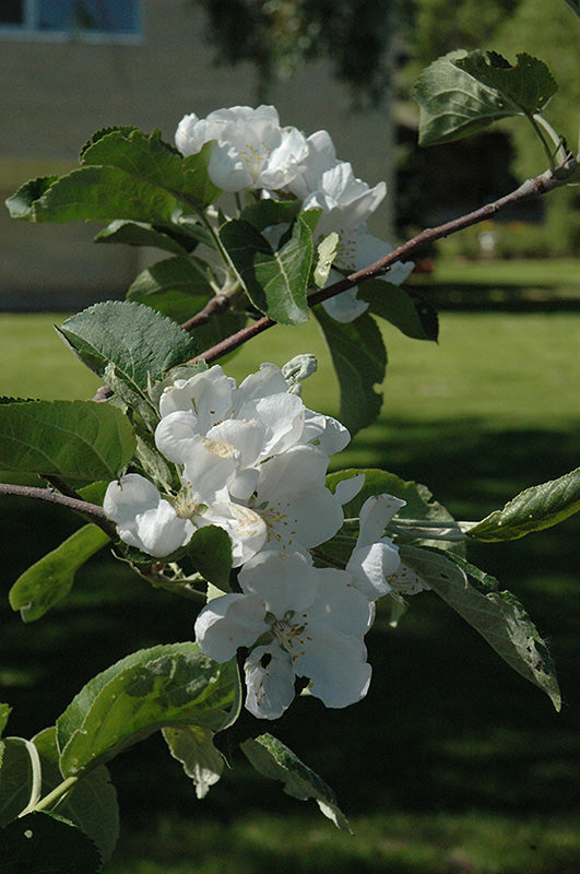 Macintosh Apple (Malus 'Macintosh') - 7 Gallon Potted Fruit Tree