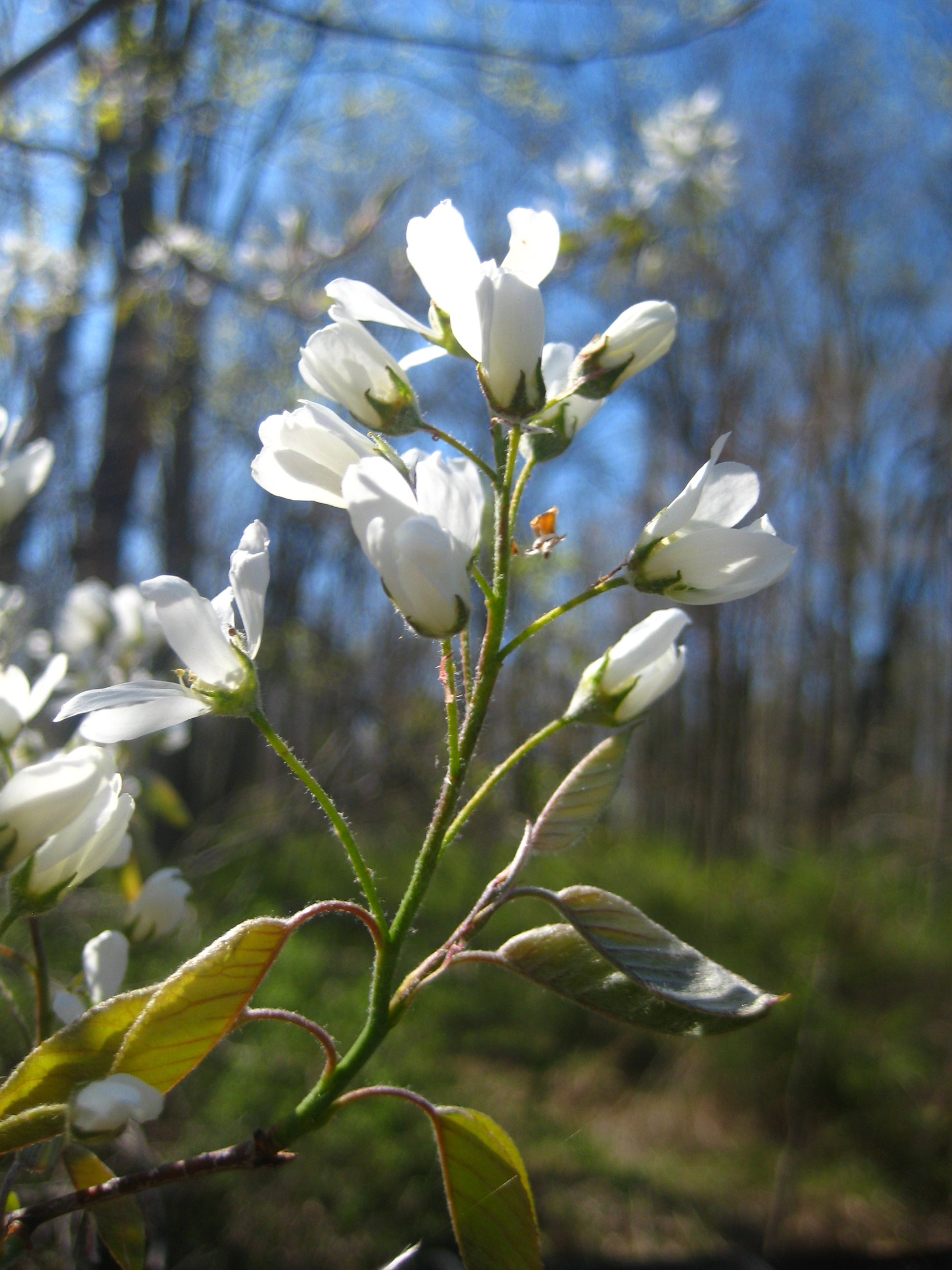 Double Pink Flowering Almond (Prunus glandulosa 'Rosea Plena') - 7 Gallon Potted Tree