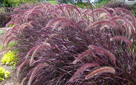 Purple Fountain Grass - 1 Gallon Potted Grass