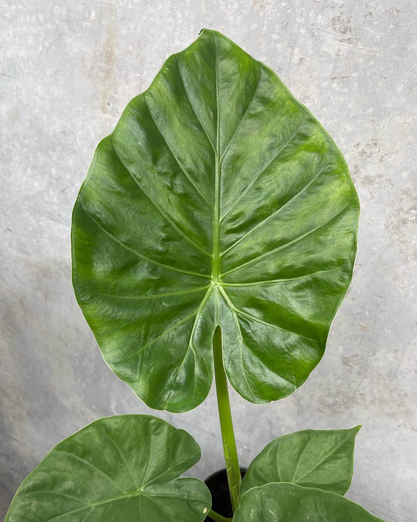 'Elephant Ears' Colocasia - 2 Gallon Potted Perennial