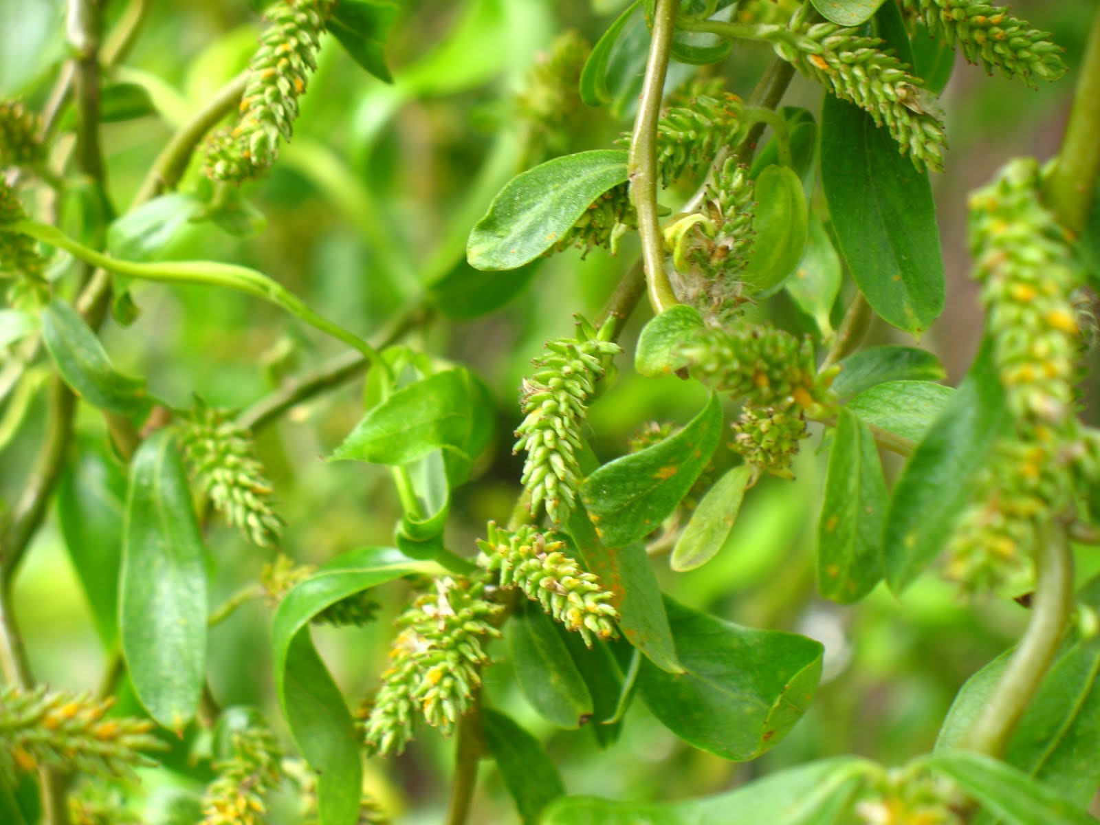 Salix babylonica var. pekinensis 'Tortuosa' (Corkscrew Willow) - 2 Gallon Potted Tree