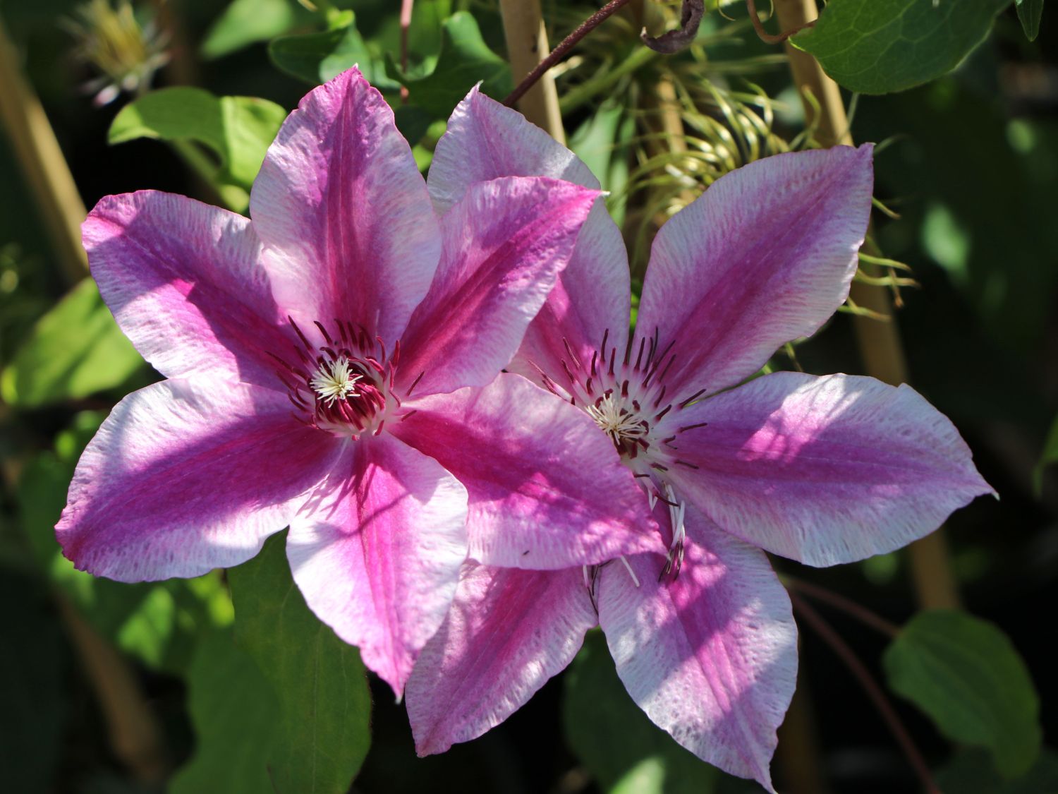 Clematis 'Carnaby' - 1 Gallon Potted Vine