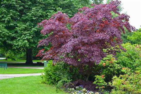 Acer platanoides 'Crimson King' (Norway Maple) - 175cm