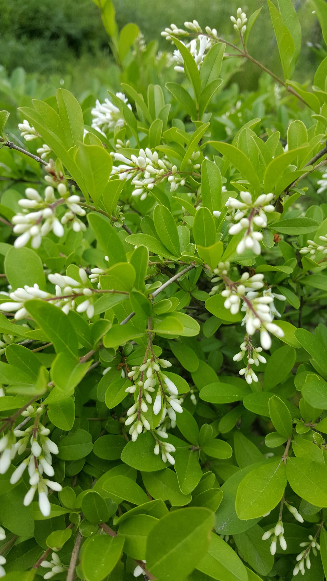 Amur Privet - 1 Gallon Potted Shrub