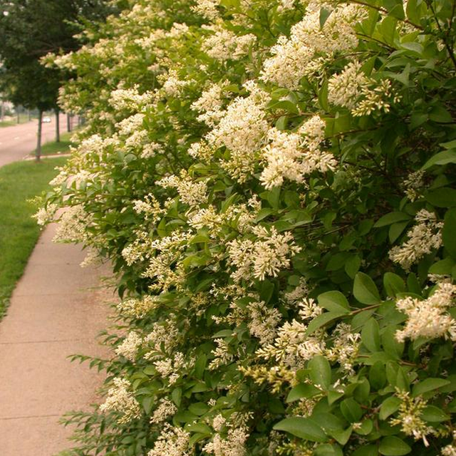 Amur Privet - 1 Gallon Potted Shrub