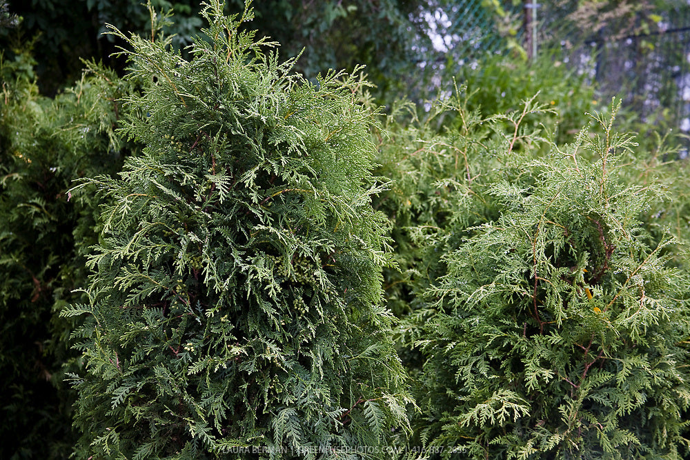 Black Cedar (Thuja occidentalis 'Nigra') - 3 Gallon Potted Tree