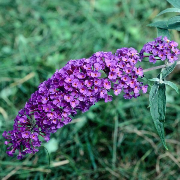 Buddleja davidii 'Black Knight' (Butterfly Bush) - 2 Gallon Potted Shrub