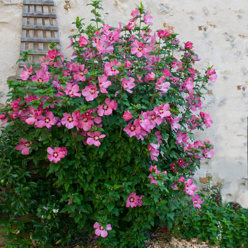 Hibiscus syriacus 'Aphrodite' (Rose of Sharon) - 2 Gallon Potted Shrub