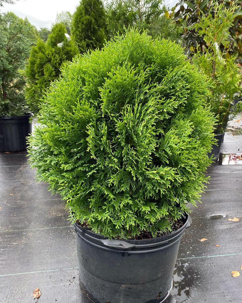 Little Giant Cedar (Thuja occidentalis 'Little Giant') - 3 Gallon Potted Shrub