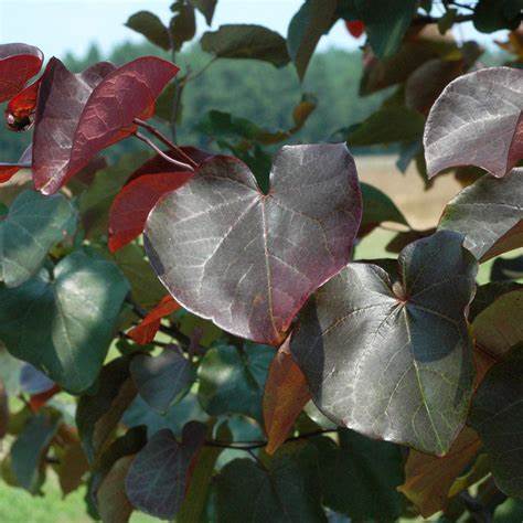 Cercis canadensis 'Merlot' (Eastern Redbud) - 10 Gallon Potted Tree