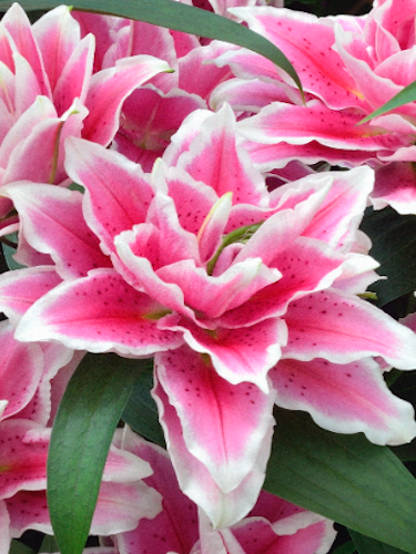 'Roselily Samantha' Oriental Lily - 1 Bulb/Pkg