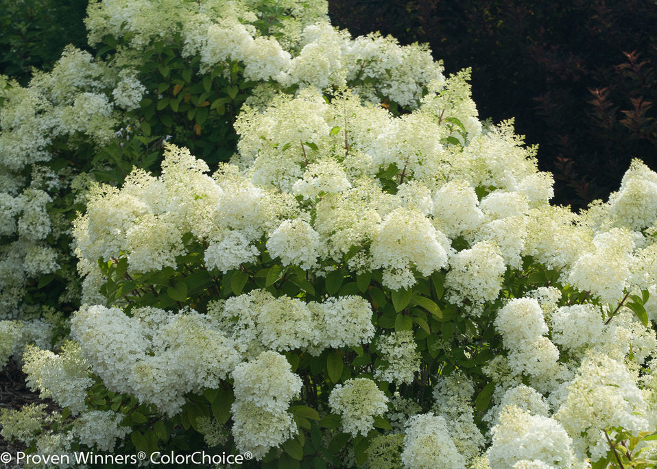 Hydrangea paniculata Bobo - 2 Gallon Potted Shrub
