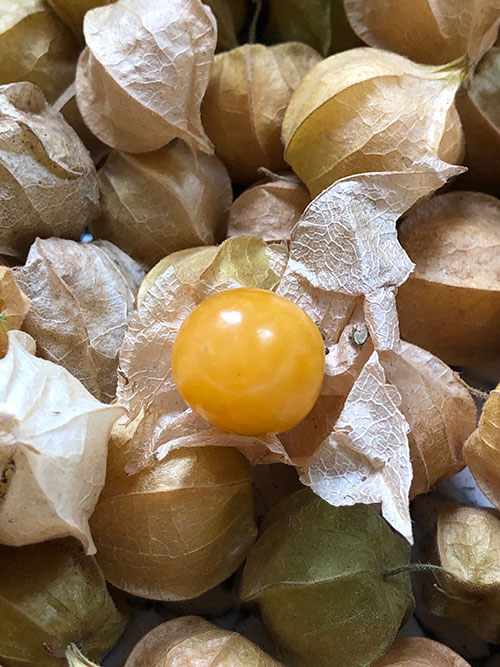 William Dam Ground Cherry, Yellow (Tomato) - Packet