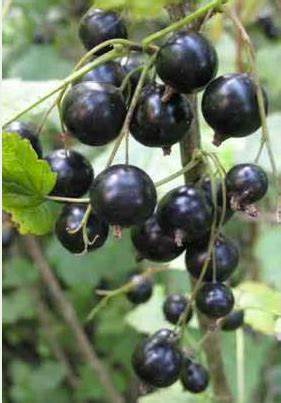 Wellington Black Currant - 1 Gallon Potted Plant