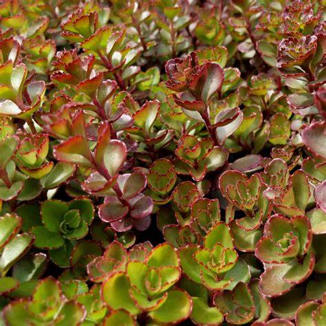 Sedum spurium 'Dragon's Blood' (Stonecrop) - 1 Gallon Potted Perennial