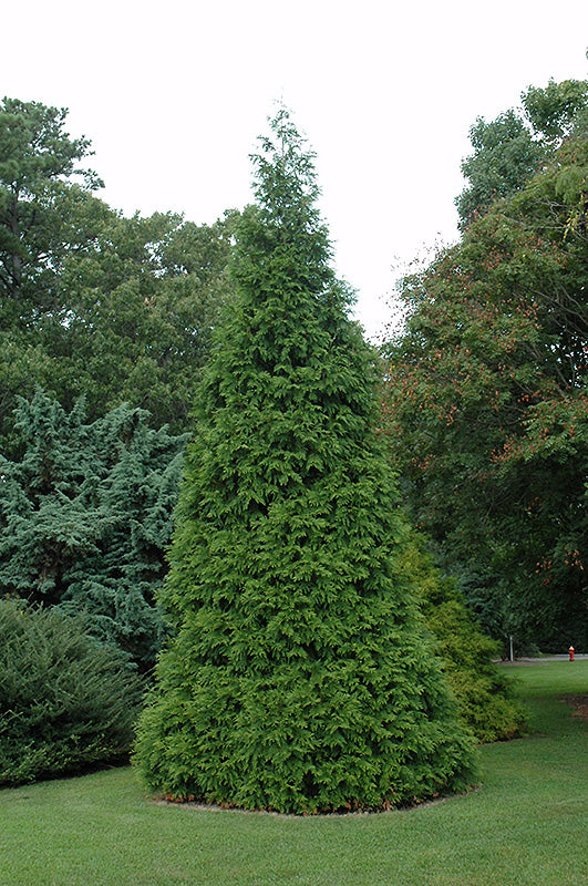 Green Giant Arborvitae (Thuja 'Green Giant') - 3 Gallon Potted Tree