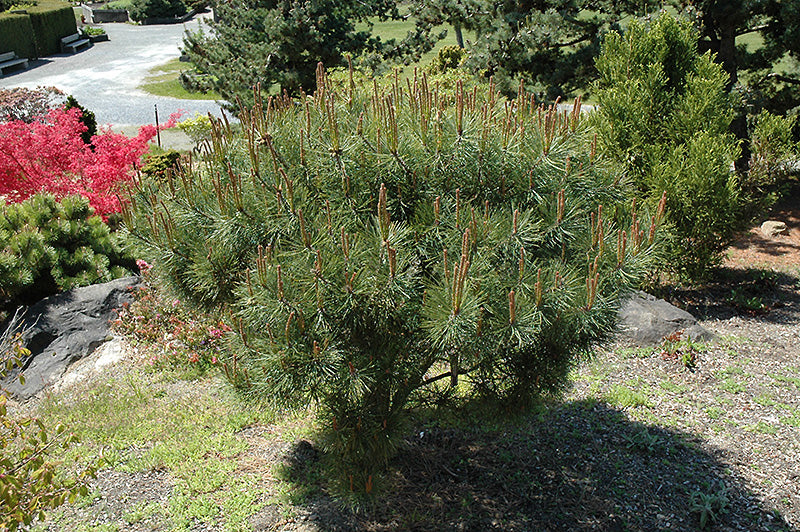 Japanese Umbrella Pine (Pinus densiflora 'Umbraculifera') - 3 Gallon Potted Tree
