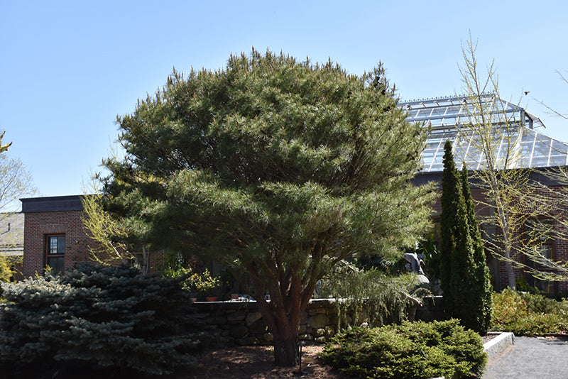 Japanese Umbrella Pine (Pinus densiflora 'Umbraculifera') - 3 Gallon Potted Tree