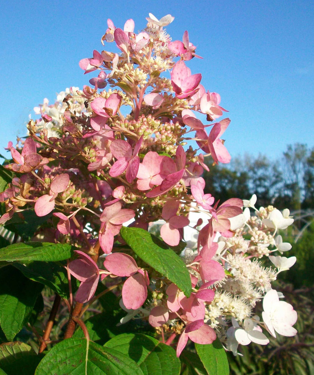 Pink Diamond Hydrangea (tree form) (Hydrangea paniculata 'Pink Diamond (tree form)' - 7 Gallon Potted Tree