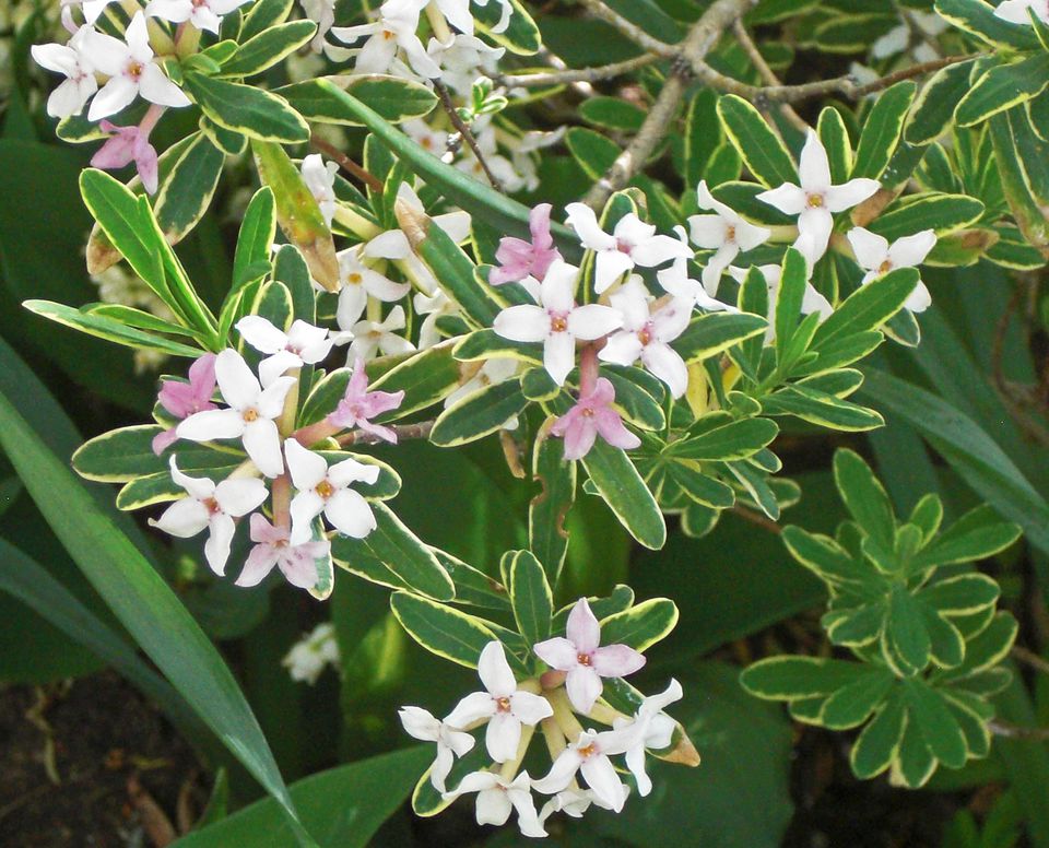 Carol Mackie Daphne (Daphne x burkwoodii 'Carol Mackie') - 5 Gallon Shrub