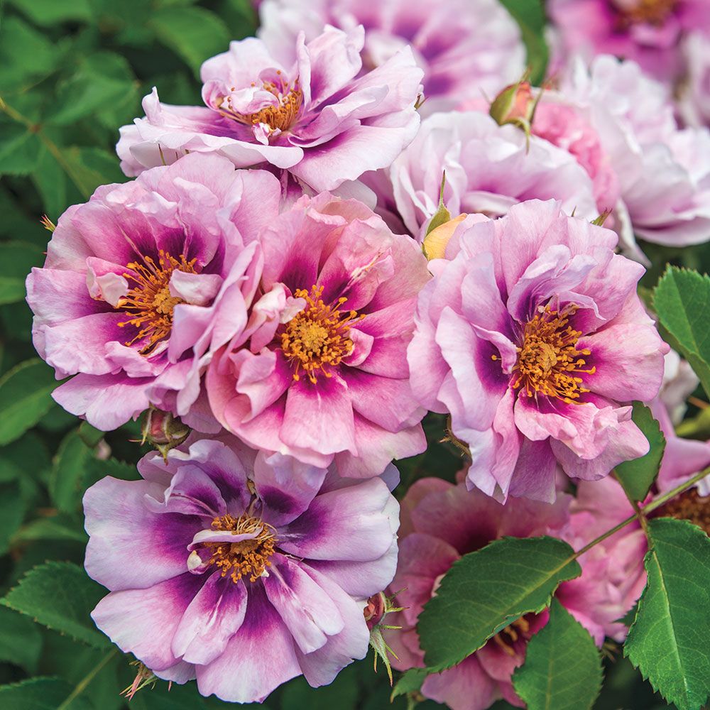 'Easy on the Eyes' Rose - 2 Gallon Potted Shrub