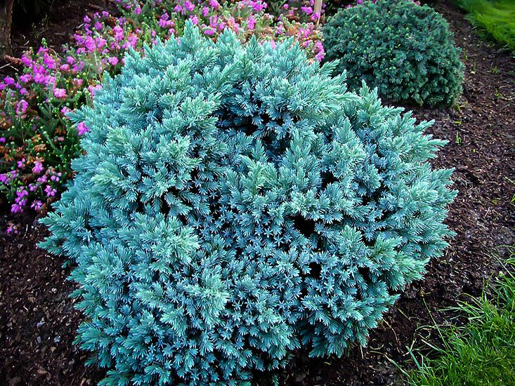'Blue Star' Juniper - 3 Gallon Potted Shrub