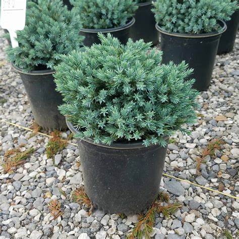 'Blue Star' Juniper - 3 Gallon Potted Shrub
